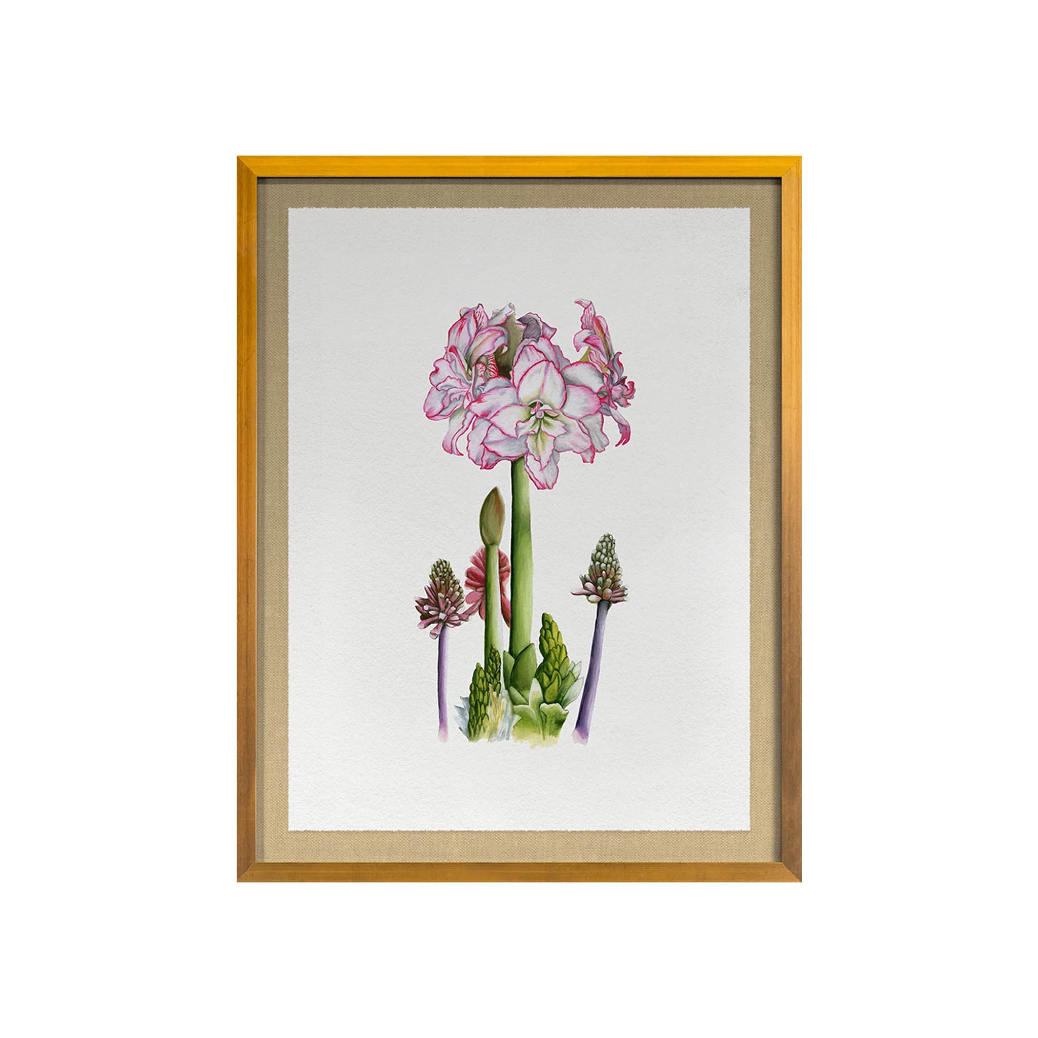 Amaryllis Study