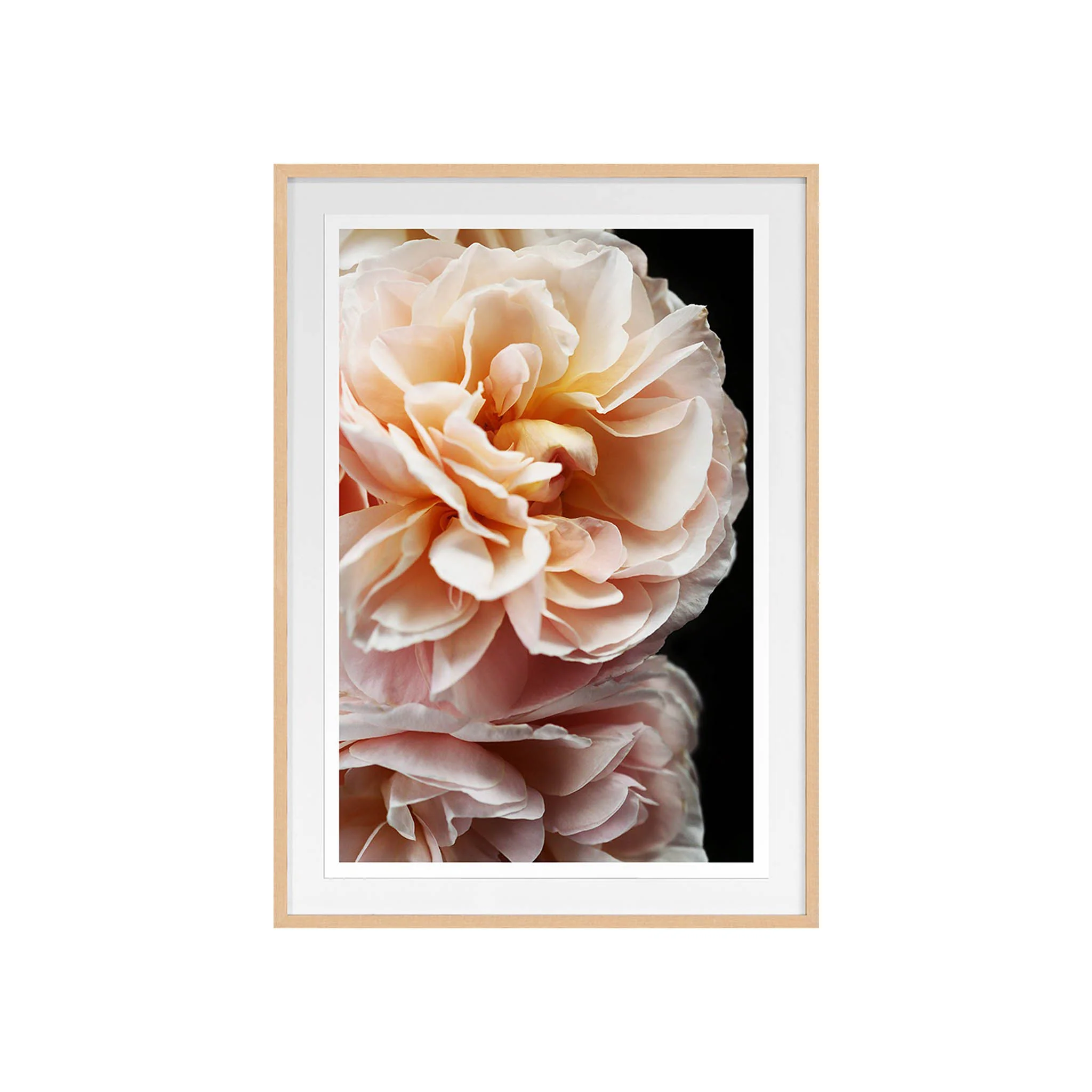 Full Bloom II