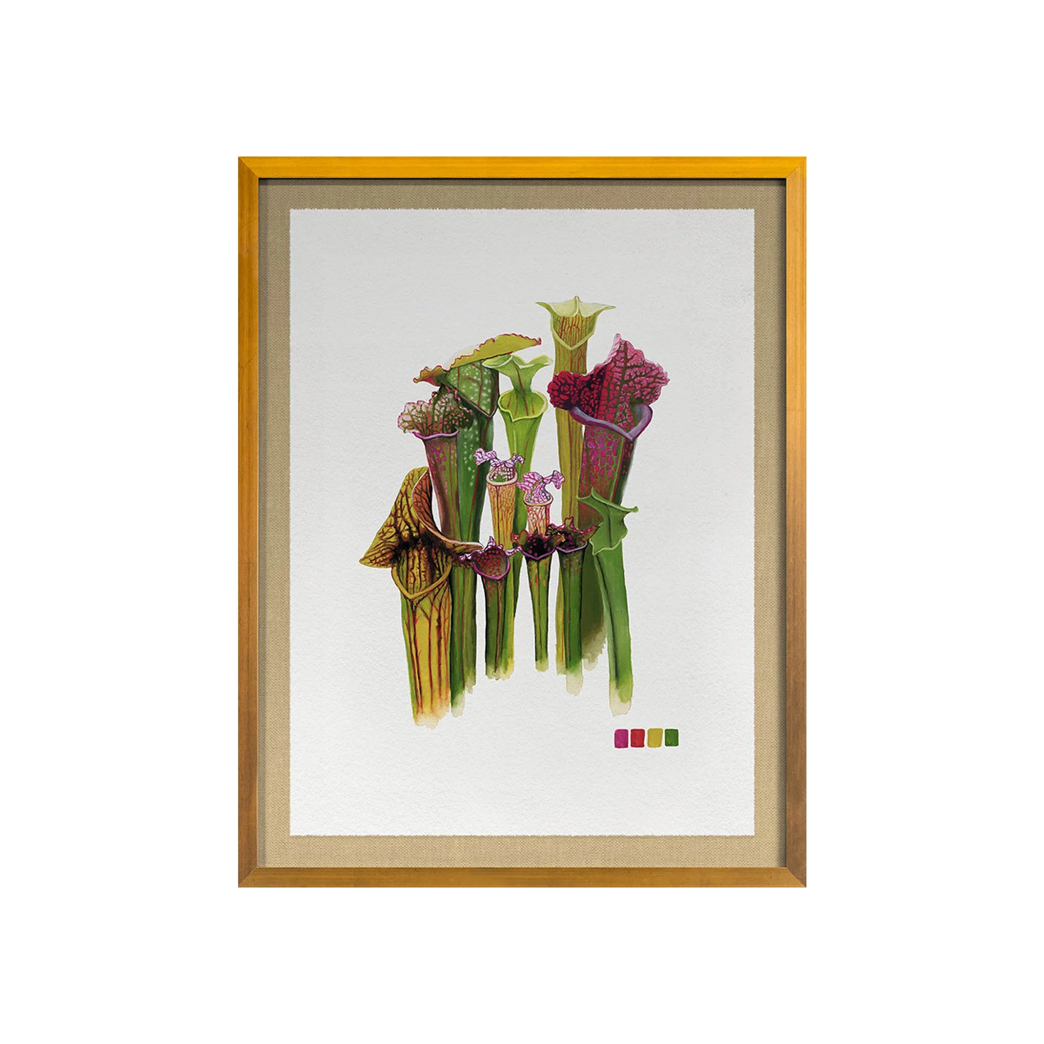 Pitcher Plant Study - Image 2