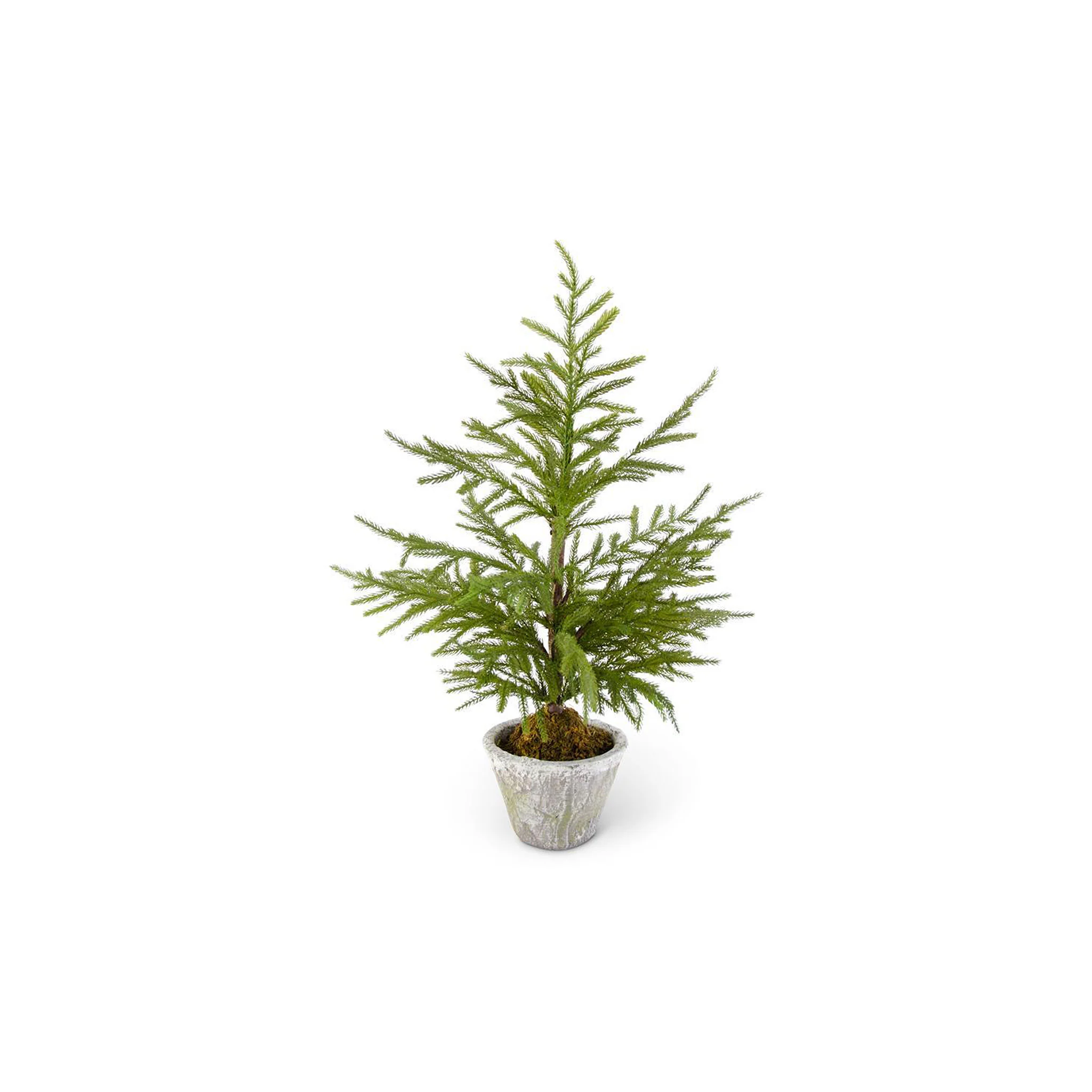 Euphemia Pine Tree - Image 2
