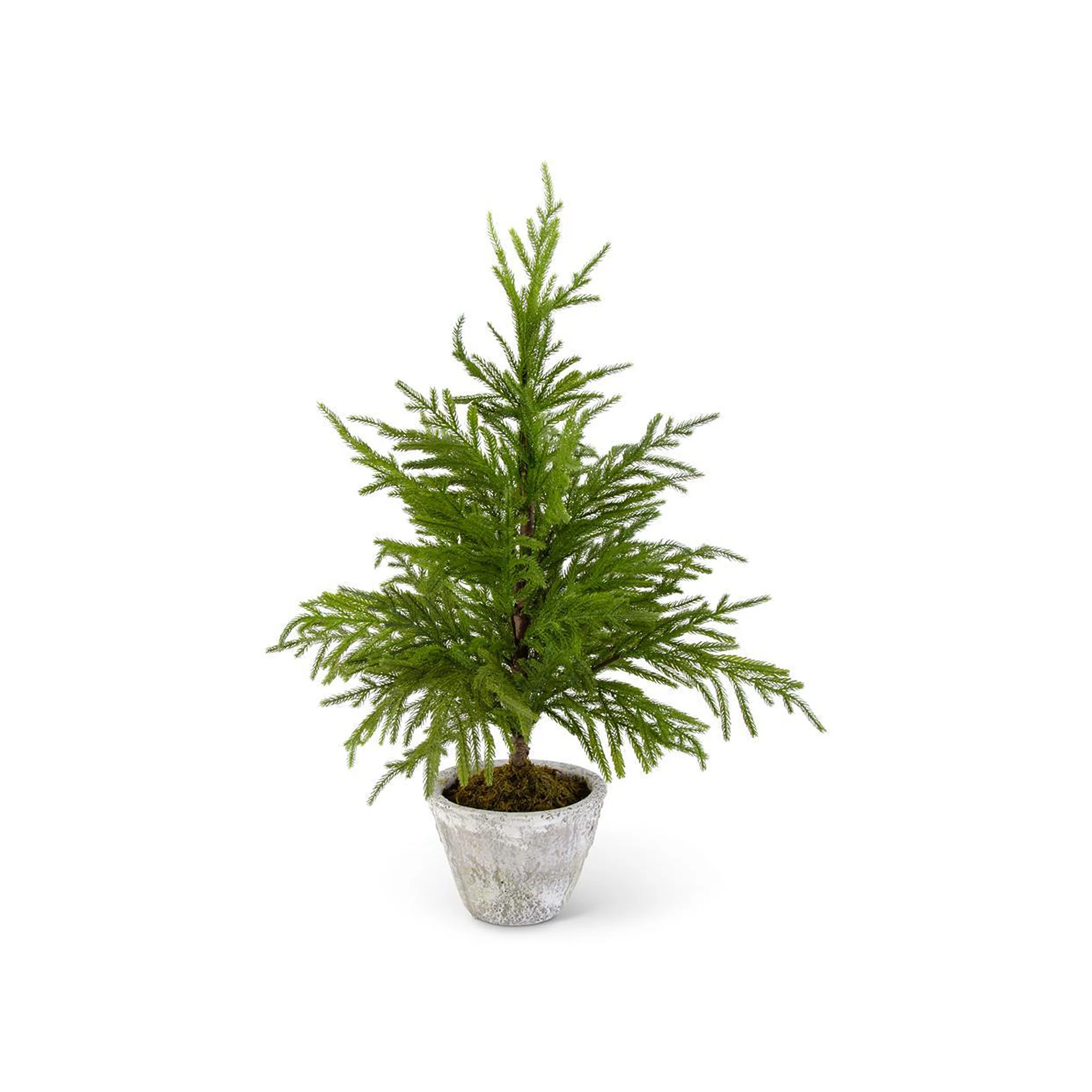 Euphemia Pine Tree - Image 3
