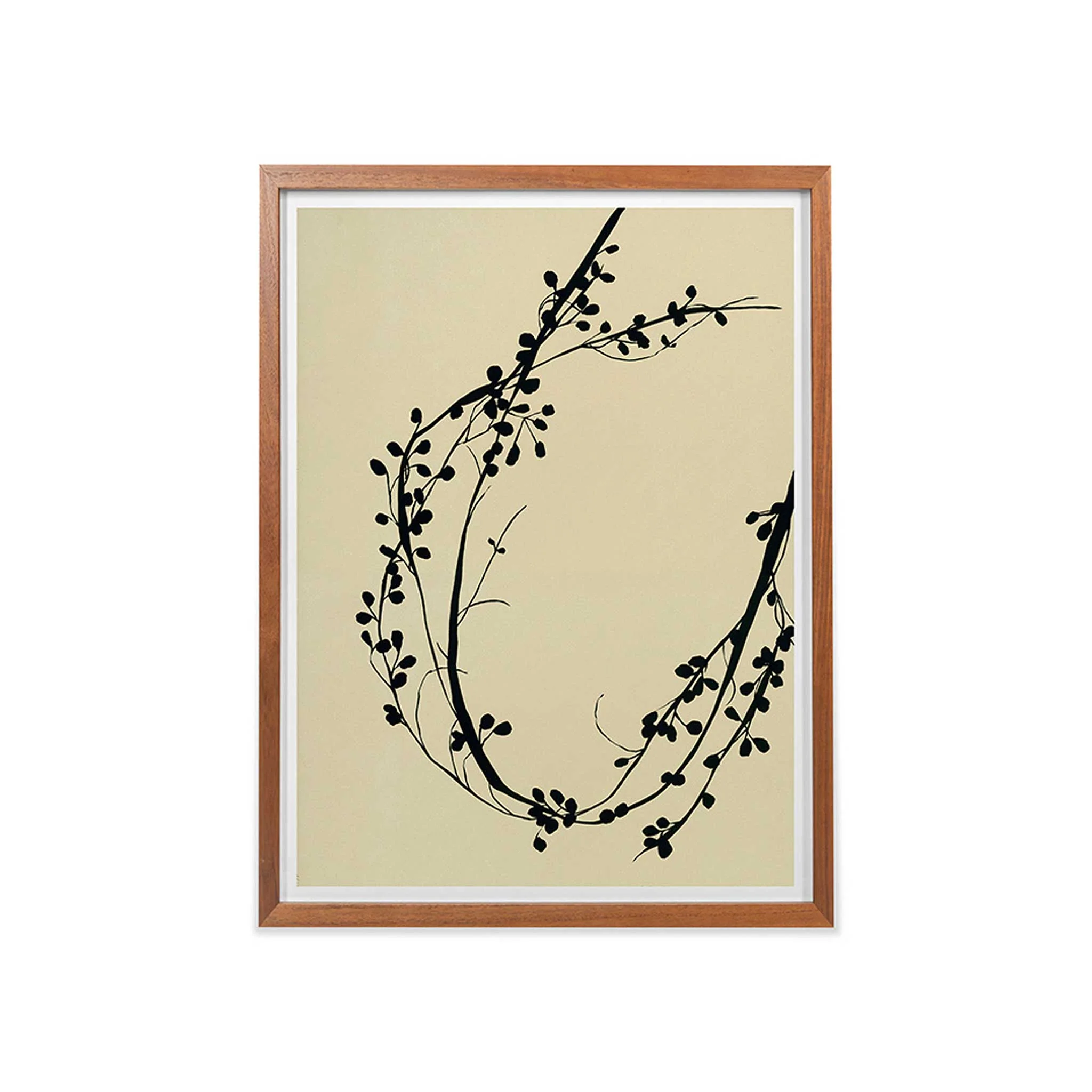 Vigne Delicate - Image 2